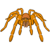 Goliath tarantula spiders terraristics