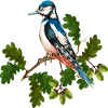 Bunter Vogel