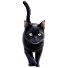 The Black Cat