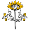 Sunflower, Sunflower