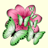 Schmetterlinge Blume