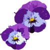 Pansies