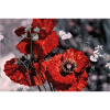 Mohnblumen