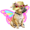 Cute french bulldog