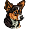 Cute dog