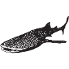 Requin-baleine