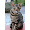 Chat Chaton Poster Chat Poster
