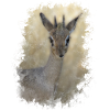 Dik Dik - Antelope - Gazelle - Africa