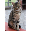 Chat Chaton Poster Chat Poster