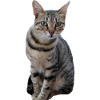 Chaton chat