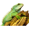 Water agama