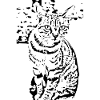 Chat noir et blanc