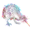 Kiwi Bird