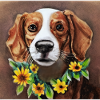 Pleurage! Source! -Beagle