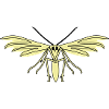 Feather moth