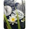 WATER LILY
