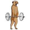 Meerkat Bodybuilder Barbell Bodybuilding