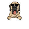 Mastiff Chien Vieux Mastiff anglais