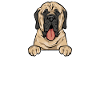 Mastiff Chien Vieux Mastiff anglais