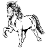 Icelandic stallion in Tölt