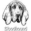 Bloodhound Portrait