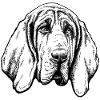 Bloodhound Portrait