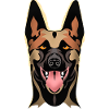 Malinois from the front