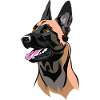 Malinois dog head