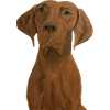 Magyar Vizsla