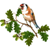 Bunter Vogel