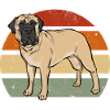Mastiff Chien Vieux Mastiff anglais
