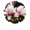 Magnolien