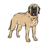 Mastiff Dog Old English Mastiff