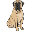 Mastiff Dog Old English Mastiff