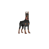 Hund Doberman