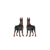 Hund Doberman