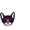 Hund Frenchie