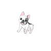 Hund Frenchie
