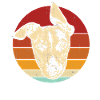 Whippet