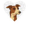 Whippet
