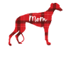 Whippet