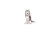 Dog Husky
