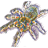 Art Print Spider / Tarantula