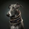 Windhund, Design 2