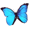 Morpho 5 butterfly