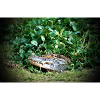 Caiman - 2