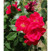 roses rouge avec ses feuilles