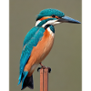 kingfisher on the branch