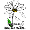 Daisy on Black: Bold White Petals