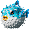 Inflated puffer fish